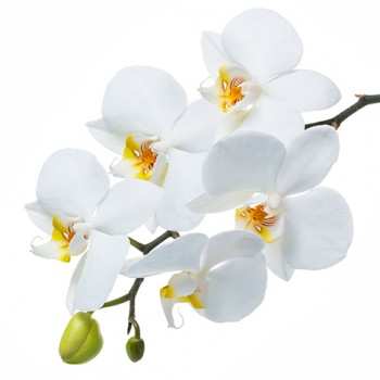 Стол обеденный Танго белый/Орхидея в Ачинске - achinsk.mebel54.com | фото